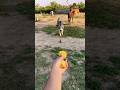 प्यारी बछिया #cow #shortsfeed #cows #shortvideo #gaumata #ytshorts #cowvideos #shorts #cowvideo #yt
