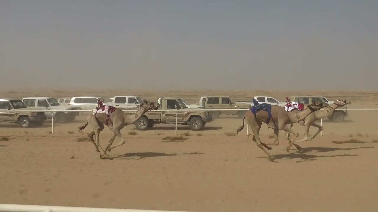 الشوط الرئيسي للجذاع القعدان 5كم ( شاهين / عبدالله بن سلمان الحويطي