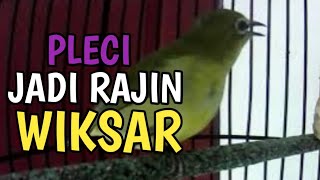 Pleci Ngeriwik pancing semua jenis pleci cepat bunyi