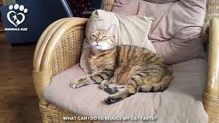 Does wet food make cats fart by Animals A2Z 122 views 3 years ago 1 minute, 4 seconds