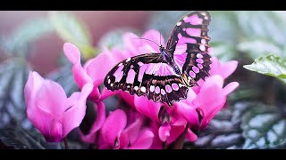 pink butterfly wallpaper screenshot 4