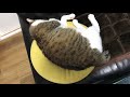 いや起こすなよ