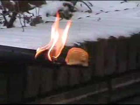 TWINKIE vs. TORCH Why Hydrogenated Oils and Trans Fats Cause Disease exercise for weight loss at home for female
