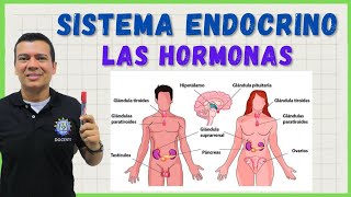 SISTEMA ENDOCRINO U HORMONAL. HERMOSO ESTE SISTEMA. CIENCIAS CON IRWIN