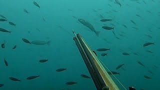 Pesca submarina en el mar cantabrico: &quot;Primer variado&quot;