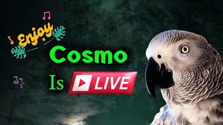 Cosmo the funny parrot is live!