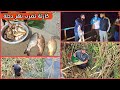 كارثة تضرب نهر دجلة وصيد الاف الأسماك بعد تلوث