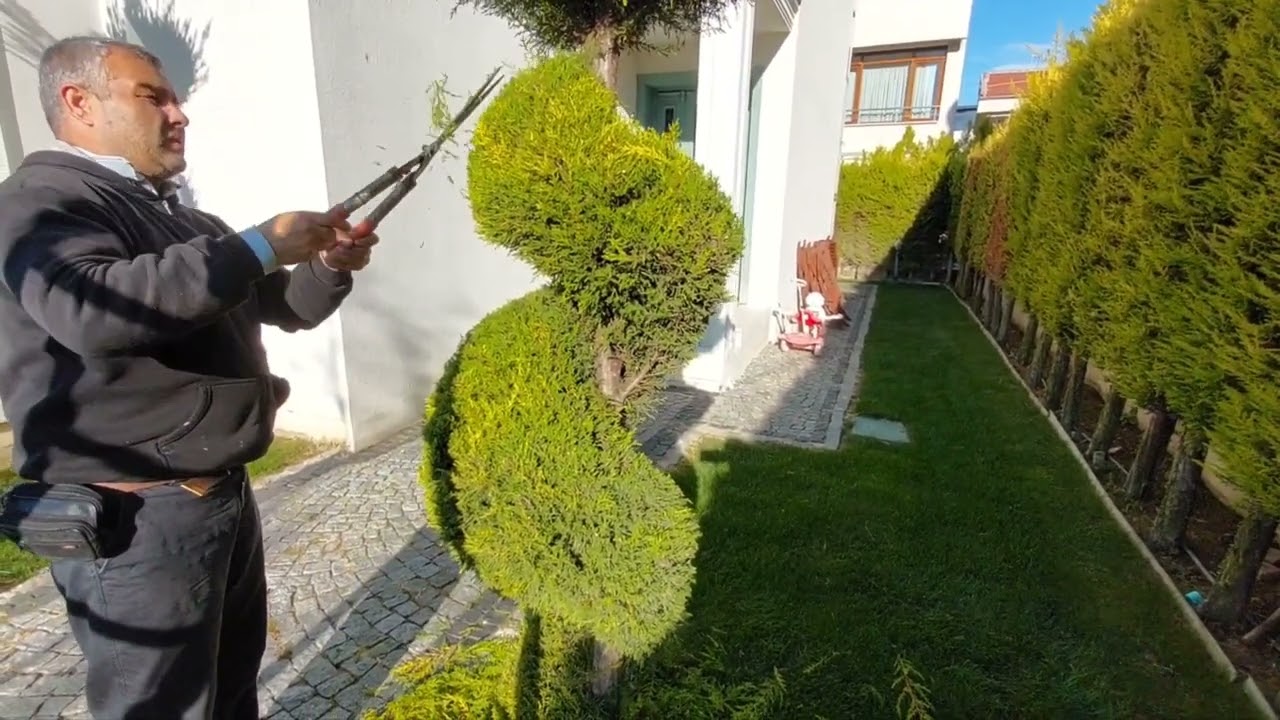 linoni cypress pruning