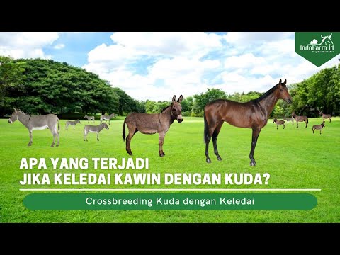 Video: Kuda penyeberangan: jenis. Ciri-ciri dan hasil kawin keledai dan kuda