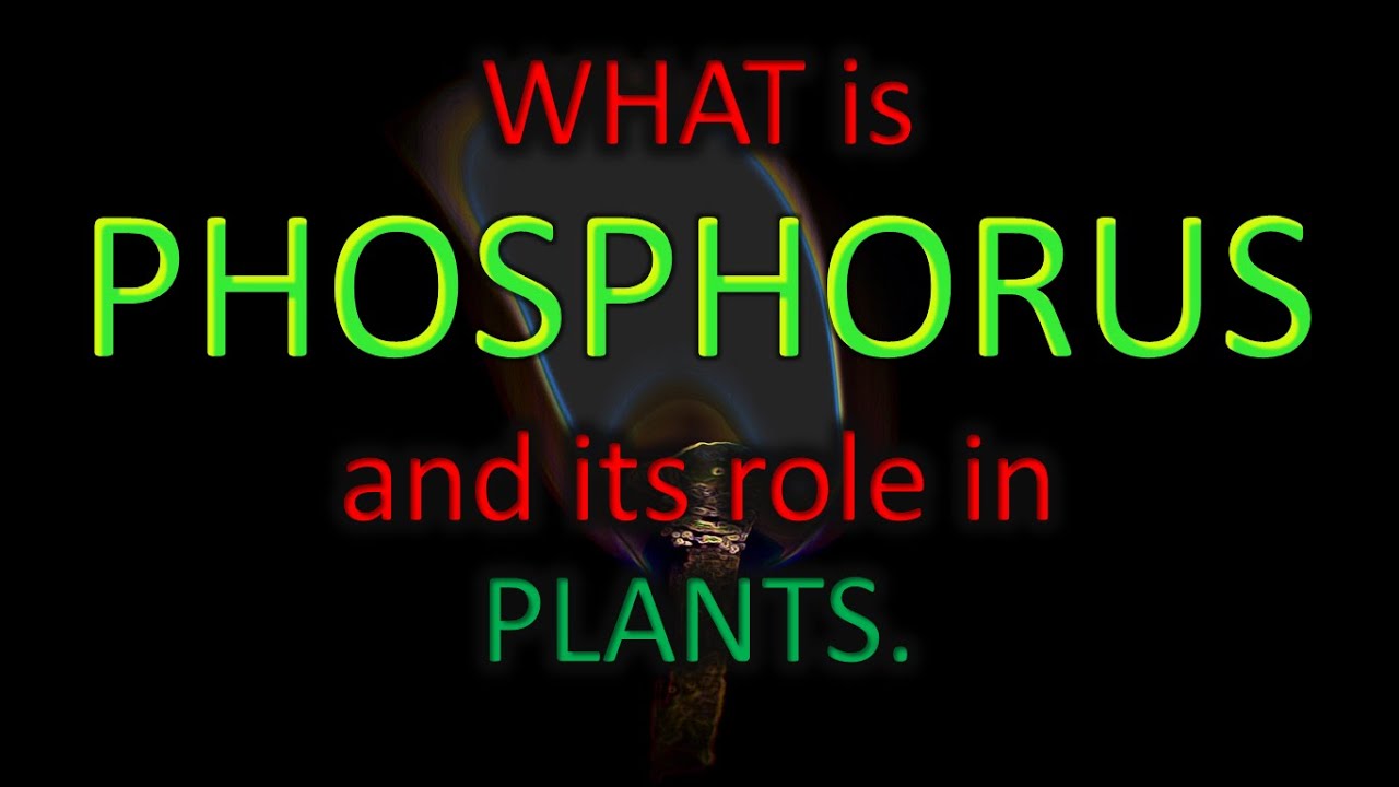 WHAT is PHOSPHORUS and its role in PLANTS