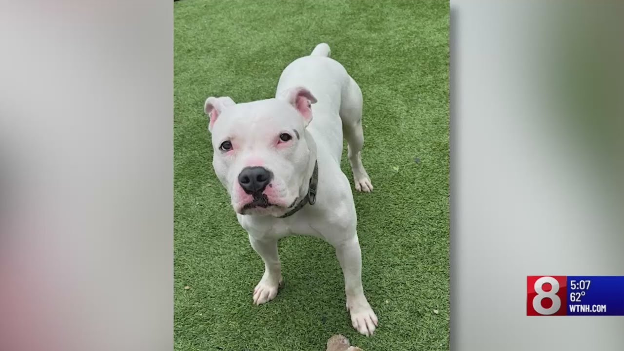 Winsted woman part of animal cruelty investigation that’s seized dozens ...