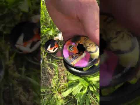Paintball vs Scooper Energy  - Paintball vs Scooper Energy 