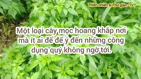 @những công dụng quý từ cây xuyến Chi bạn nên biết.