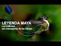 LA LEYENDA MAYA DEL COLIBRÍ, El Mensajero de los Dioses, el Colibrí,