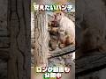 甘えん坊のパンチくん　市川市動植物園 #punch #monkey #がんばれパンチ