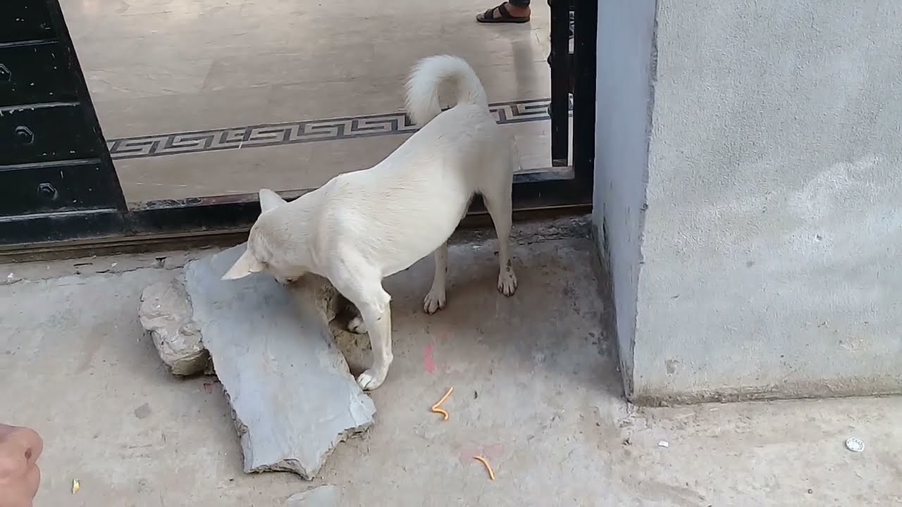 White Stray dog with curly tail eating cookies/meat in evening/Mountain village/Nature Buddies usa