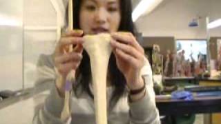 Appendicular Skeleton - Tibia & Fibula