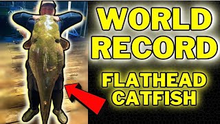 The WORLD RECORD American Flathead Catfish