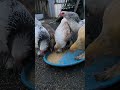 feeding brahma chicken #sicangkulceria