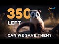 The Incredible Fight to Save the Black-Footed Ferret