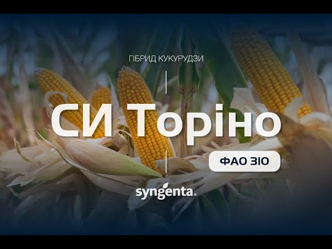 Гібрид кукурудзи 🌽СИ