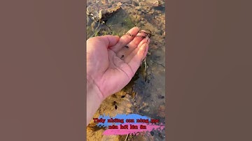 Thấy những con nòng nọc nên hớt lên ăn