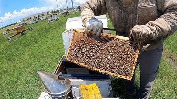 Transferring Bee Nuc into 10 Frame Box