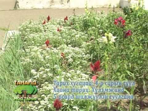 Видео: Aquilegia (56 зураг): бүргэдийн цэцэг эсвэл ус хураах талбайн тодорхойлолт, задгай талбайд тарих, арчлах, суулгац ургуулах, үржүүлэх. Цэцэглэлтийн дараа хэрхэн арчлах вэ?