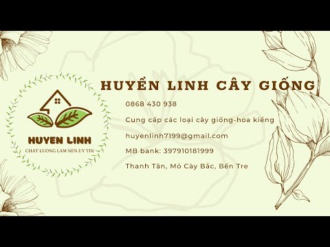 Cần cây giống Bồ kết ghép liên hệ e linh 0349610612