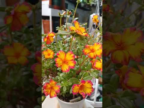 JapanesePocherica ImYoungWoong MelodyForYou I MHero 2nd Album Track