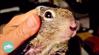 Woman Saved Disabled Squirrels. Now They Ruin Her House | Cuddle Buddies