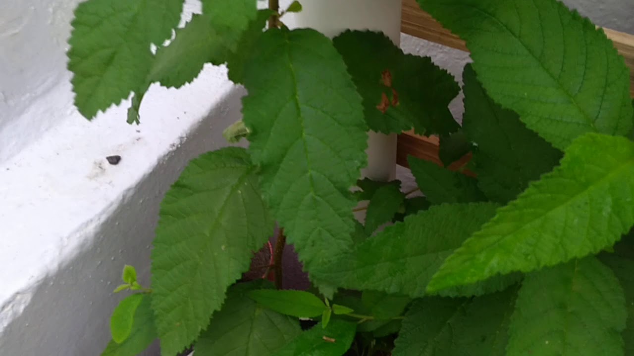 Erva Baleeira plantada por sementes é seu Desenvolvimento após seis meses(epi cinco). YouTube Erva Baleeira plantada por sementes é seu Desenvolvimento após seis meses(epi cinco). YouTube