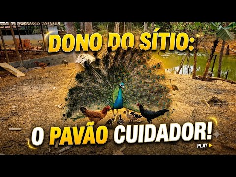 ANDRE MOSTRA O CRIATORIO DO SÍTIO 🤠🐓🐣🐬🐒🐷
