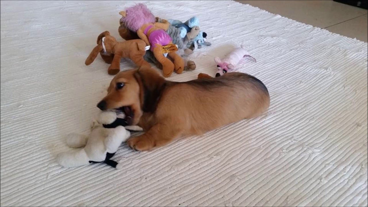 Sofie Long Haired Dachshund First Day And Weekend Youtube