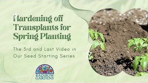 Hardening Off Transplants