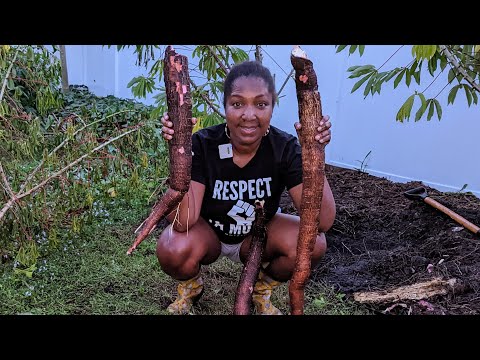 Huge cassava harvest from one plant