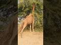 جمال صحراء ثر في ضوء الصباح تحت الأشجا #animals