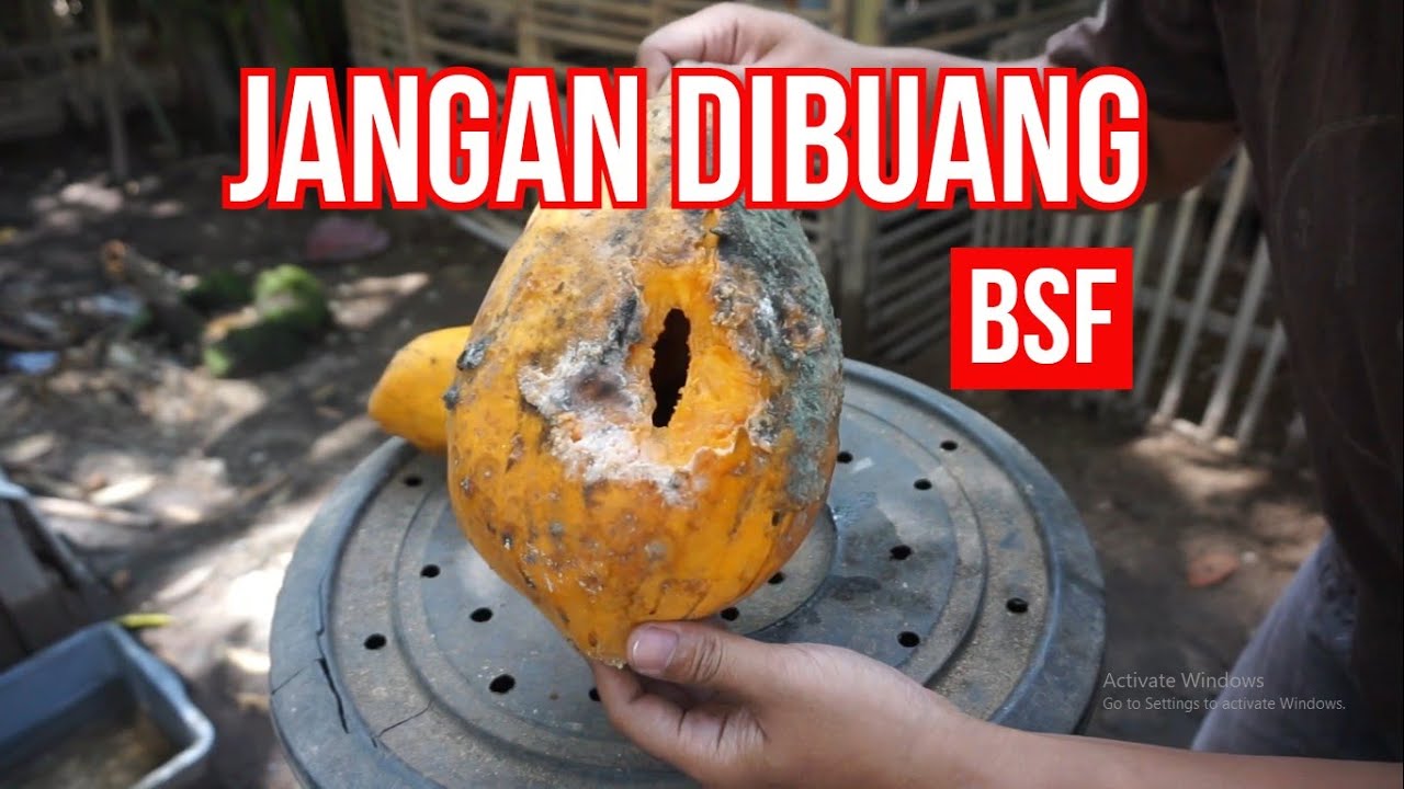 Memancing Lalat BSF Liar dengan Pepaya Busuk, Cara Memulai Budidaya Maggot BSF