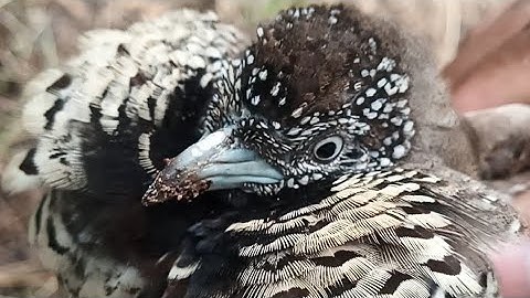 Red tale Quails សត្វក្រូច