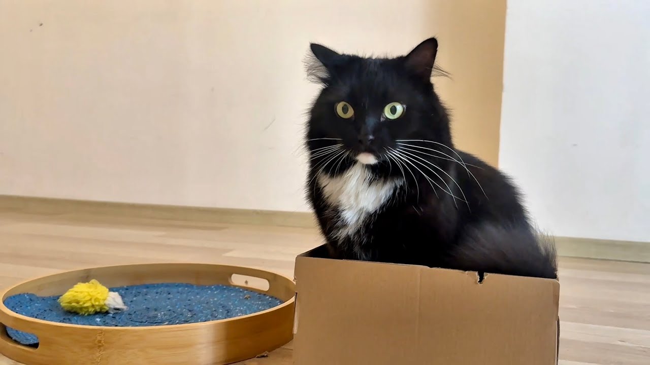 Cardboard Box Makes Cats Happy💗 ダンボールで幸せな猫たち - YouTube