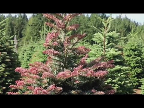 Video: How To Keep Your Tree Alive Longer