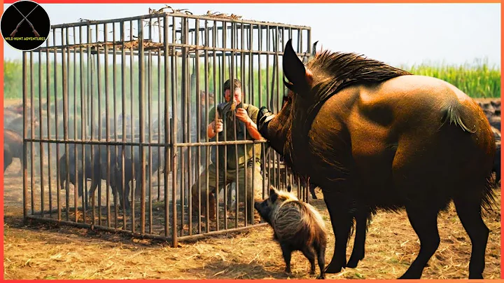 How Do Hunters And American Farmers Deal With Millions Of Wild Boars In Texas