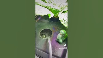 2 week progress growth after adding air pump to Kratky system #dwc #hydroponic #indoorgarden