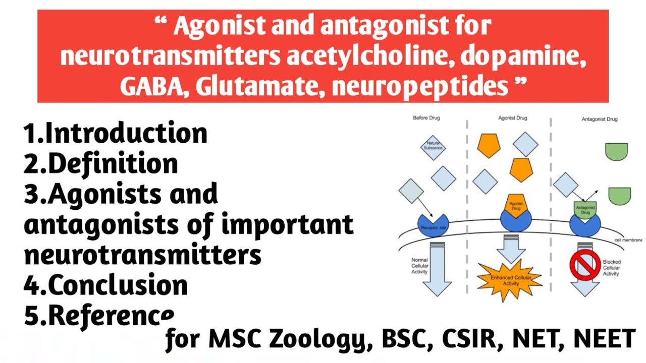 Agonist and Antagonist for neurotransmitter | Acetylcholine | Dopamine ...