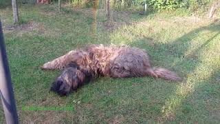 Briard und Rasensprenger ,haste Wasser haste Spaß ;)