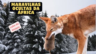 Maravilhas ocultas da África - Lobos da Etiópia