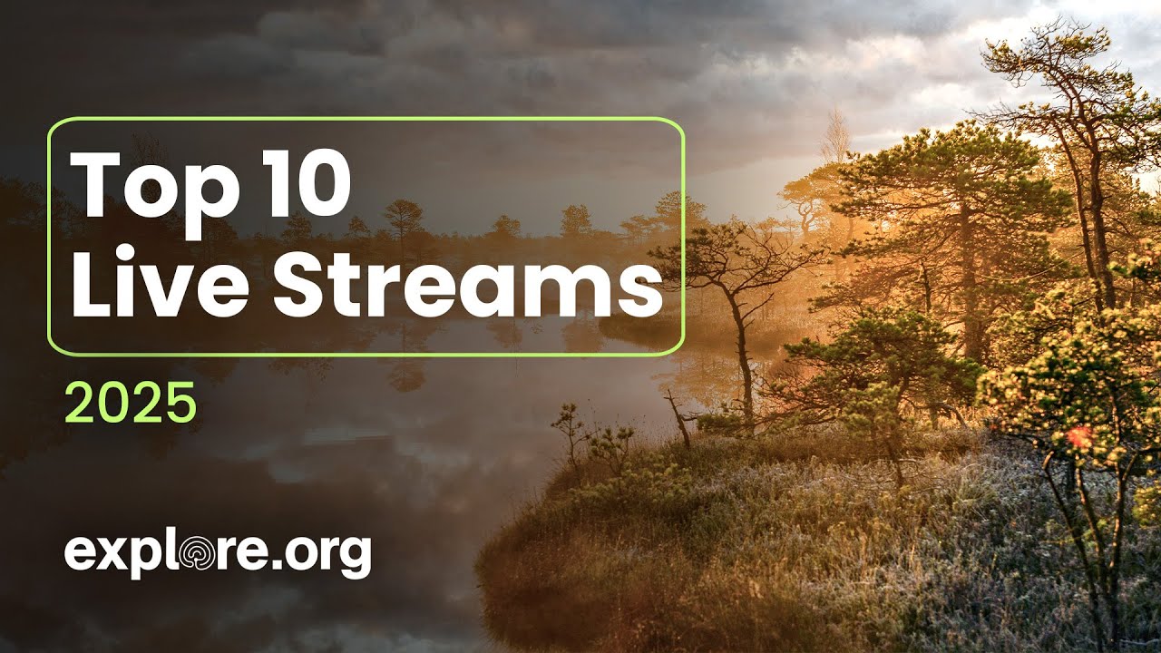 Top 10 Live Streams of 2025 - YouTube