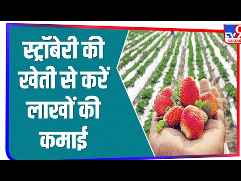 Strawberry की खेती से कमा सकते है लाखों, जानें कैसे की जाती है खेती?