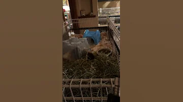 Time Lapse Piggies 