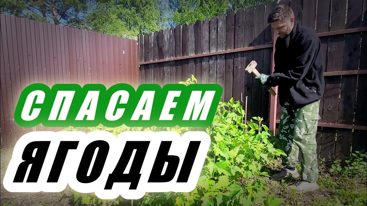 Кусты черной и красной смородины, а также крыжовника разрослись. Что ...